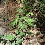 Image result for Alchornea hirtella