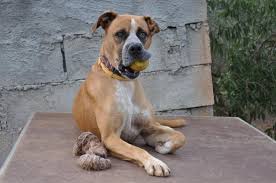 Informiere dich über neue boxer mischling welpe. Schaferhund Boxer Mischling Roger Ubernahme Vlh Notfall Zuhause Gefunden Sonnenhunde Von Faam E V Happy Ends Archiv Von Zergportal De