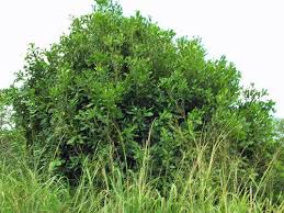 Image result for Macadamia aff. integrifolia