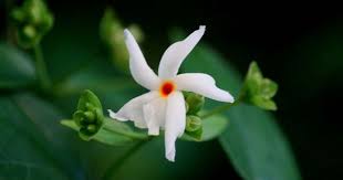 Shiuli Not Shefali Beautiful Flowers Garden Beautiful Flowers Flora Flowers