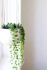 5 out of 5 stars. Plants In The Bedroom Plants Hanging Plants Plant Decor
