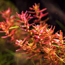 Image result for Rotala submersa