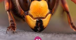Hornissen Im Garten Wie Gefahrlich Ist Ein Hornissenstich Wirklich Hornisse Hornissen Hornissenstich