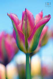 Pin On Flowers Beautiful