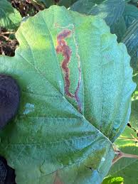 Image result for Stigmella alnetella