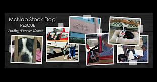 Why go to a dog breeder, cat breeder or pet store to buy a dog or buy a cat when you can adopt? Mcnab Stock Dog Rescue Facebook