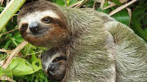 This is the notion commonly obtaining, and in this sense sloth is not a specific. Sloths Premium Beziehen Microsoft Store De De