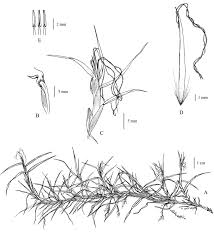 Image result for Cenchrus clandestinus