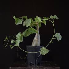 Image result for Gerrardanthus lobatus