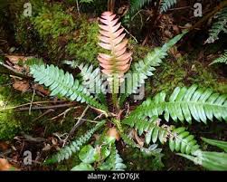 Image result for Blechnum attenuatum