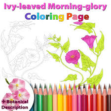Coloring page famous people 1 glory. Ivy Leaved Morning Glory Coloring Page And Botanical Description Card