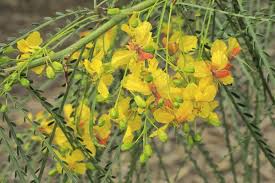 Image result for Parkinsonia africana