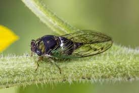 Cicadas and locusts are in fact different insects. Cicadas Vs Locusts Southwest Journal