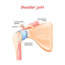 The biceps muscle has two tendons at the shoulder, called the long head and short head. 1 Shoulder Tendon Anatomy Free Stock Photos Stockfreeimages