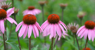 Mar 02, 2021 · summary. Mt Cuba Center Echinacea Purpurea Baby Swan Pink Mt Cuba Center