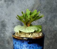 Image result for Platycerium