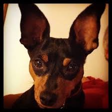 Dec 18, 2015 · exact statistics on pet cancer are hard to come by because there are only about 300 or so veterinary oncologists in the whole country. Whole Pet Veterinary Clinic Home Facebook