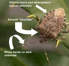 Hot pepper to get rid of stink bugs naturally hot pepper is yet another effective home remedy to treat stink bugs naturally. Brown Marmorated Stink Bug Integrated Pest Management