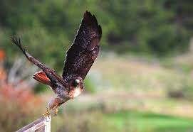 Agreement Reached in Altamont Pass to Save Birds
