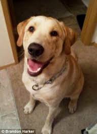 Buy and sell everything from cars and trucks, electronics, furniture, and more. Soldier Returns From Afghanistan To Find A Friend Sold His Beloved Labrador Retriever On Craigslist Daily Mail Online