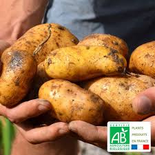 Découvrez comment cuisiner, conserver et déguster ce produit grâce aux conseils grand frais et profitez toute l'année des offres promotionnelles. Plants De Pomme De Terre Bio Bintje