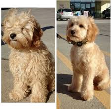 Pin By Ellen Ragsdale On Puppies In 2020 Mini Goldendoodle Puppies Puppy Grooming Dog Grooming Styles