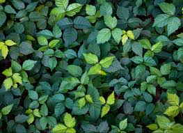 It's not just poison ivy. What Do Cashews Mangoes And Poison Ivy Have In Common Scientific American