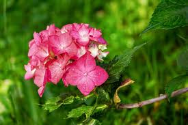 You might think that a the flowers get blue, and if the nails are placed in the soil with the carrots, or the needles of the pine trees are spread over the land around the bush. What You Should Know About Hydrangea Meanings And History