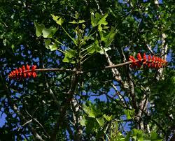 Image result for Erythrina livingstoniana
