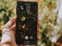 Also, many domestic plants have been bred for unusual colors or shapes. 9 Best Plant Identification App Choices Of 2020 Tested Reviewed