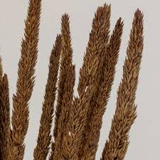 Image result for Typha