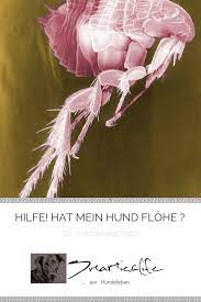hilfe hat mein hund flohe diy flohfalle hunde hundegesundheit und hundepflege