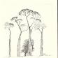 Louise Corke - Drawing Trees with pens event image