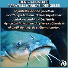 Https Www Instagram Com Bilgikupu Tv Cift