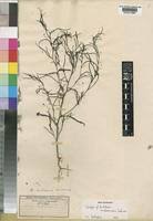 Image result for Anticharis