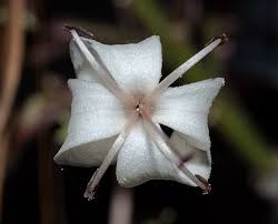 Image result for Clerodendrum fuscum