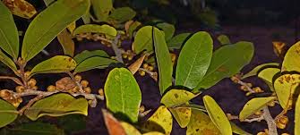 Image result for Hexalobus monopetalus