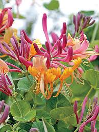 We did not find results for: 110 Honeysuckle Ideas Honeysuckle Honeysuckle Vine Honeysuckle Flower