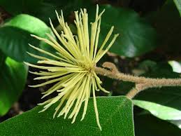 Image result for Trichocladus ellipticus