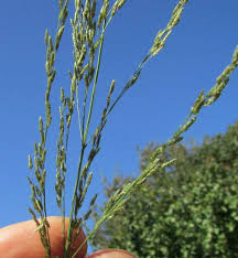 Image result for Eragrostis patula