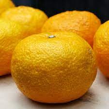 yuzu is thought to be a japanese fruit actually originating in china and later introduced to asian neighbors in the 8th century ゆず酒 ボタニカル 日本