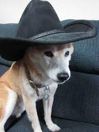 My Dog In A Cowboy Hat Hats Cowboy Cowboy Hats