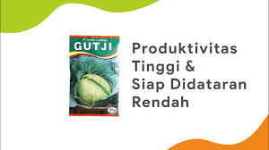 Kubis profit f1 adalah bibit kol hibrida berkualitas terbaik produk takii seed jepang yang termasuk. Benih Kol Yang Bagus Benih Kubis Green Solid Brc Toko Deeres Youtube