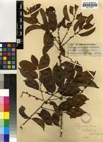 Image result for Chrysophyllum welwitschii