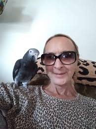 YouWho" a Timney African Gray parrot is missing from St Petersburg Pinellas  County Florida since 7/28/24. If found or sighted please call Cindy  727-557-7406 with specific location. Dearly loved companion.