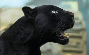 Wallpaper Black Panther Animal Gasebo Wallpaper