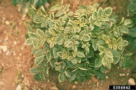 Brown leaf spot ( alternaria alternata) of potatoes has gained attention recently for its similarity to early blight. Potato Leafroll Virus Wikipedia