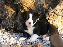 Pin On Cow Dogs