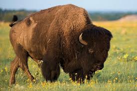 Bison At Standing Rock Pin On Buffalo