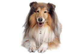 Join millions of people using oodle to find puppies for adoption, dog and puppy listings, and other pets adoption. Collie Puppies For Sale In Colorado Adoptapet Com